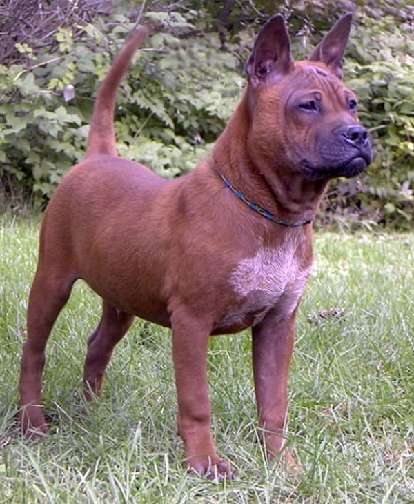 Китай и Тибет Chinese_Chongqing_Dog